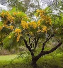 Image result for Acacia decurrens