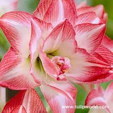 Blossom Peacock Amaryllis Amaryllis Bulbs Amaryllis Bulb Flowers