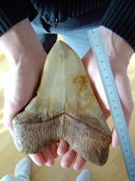 It was the largest predatory shark ever, even more powerful than the largest dinosaurs. Megalodon Wikipedia