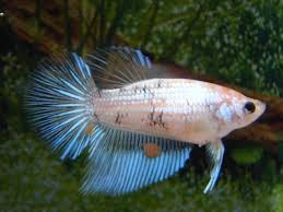 Pin On The Simese Fighting Fish Bettas