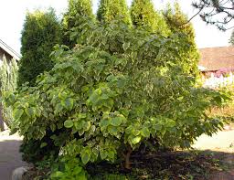 Image result for Clerodendrum melanocrater