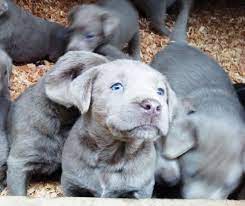 Teacup puppies for sale, teacup, tiny toy and miniature puppies for adoption and rescue from oregon, or. Akc Silver Labrador Puppies For Sale In Happy Valley Oregon Classified Americanlisted Com