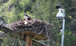 Thats a great mom: World-famous osprey welcomes a new chick | Montana  Public Radio