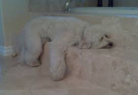 Oh look darling, elton john's out walking his poodle doodle. Goldendoodle Nursery Goldendoodles Adoption A Little Blessing 4u