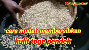 Home › cara buat tahu › cara membuat tahu kecap tauge sederhana. Cara Membuat Tauge Kacang Hijau Kecambah By Andiyani