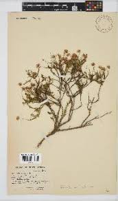 Image result for Felicia muricata