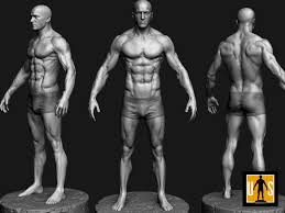 Male Anatomy Study 3d Print Model Anatomy Man Anatomy Anatomy Reference