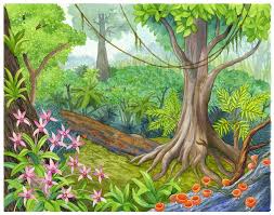 Tropical islands, southeast asia, west africa and tropical south america. Montessori Materials Biome Charts Tropical Rainforest Biome