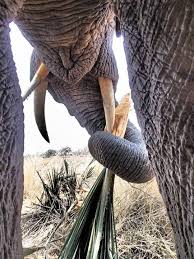 Thembi Breaking A Fan Palm Apart Using Her Short Sharp Tusks Photo By Living With Elephants Foundation At Okavango Del Elephant Love Elephants Photos Elephant