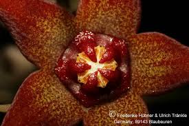 Image result for Orbea maculata