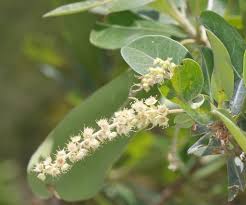 Image result for Terminalia sericea