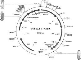 Adeno Associated Virus Mediated Aspartoacylase Gene Transfer To The Brain Of Knockout Mouse For Canavan Disease Molecular Therapy