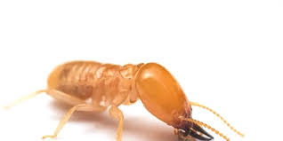 Action termite & pest control has been taking care of our house for 3 years, and doing an awesome job. Pest Pricing Jp Son Pest Control