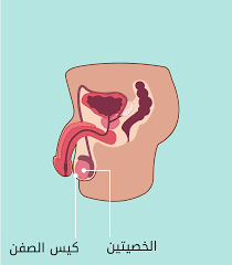 الخصيتان - الحب ثقافة