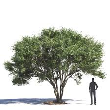 Image result for Maerua salicifolia