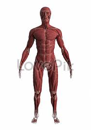 130000 Human Body Model Hd Photos Free Download Lovepik Com