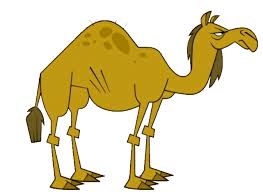 Don't miss out on these unique morocco experiences and take the. Camel Total Drama Wiki Fandom