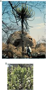 Image result for Euphorbia cooperi