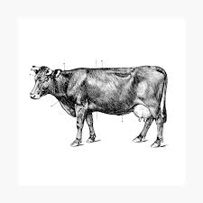 Vintage seamless black and white floral pattern. Cow Anatomy Black White Vintage Drawing Poster By Bergulator Redbubble