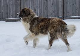 A livestock guardian dog (lgd) is a dog type bred for the purpose of protecting livestock from predators. Rodolfo Initiative Karpatenstreuner E V