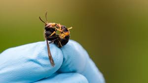 Een steek van de aziatische hoornaar is vergelijkbaar met die van een gewone wesp; Drone Vindt 1e Aziatische Hoornaar Nest In Nederland Youtube