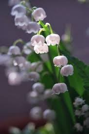 My Favorite Little Flower Reminds Me Of Home Lily Of The Valley Lily Of The Valley Lily Of The Valley Flowers Beautiful Flowers