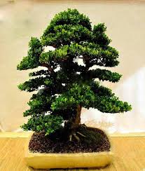 Image result for Buxaceae