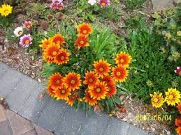 How To Grow Gazania Treasure Flowers Care Of Gazania Flowers Gazania Flowers Flower Care Annual Plants