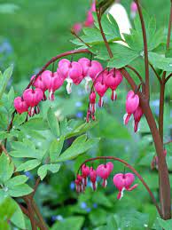 Pin By Kathleen Jenkins On Flowers Bleeding Heart Flower Bleeding Heart Flower Heart