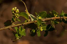 Image result for Clutia paxii