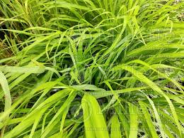 Image result for hakonechloa macra nicolas