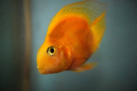 The blood parrot cichlid is a hybrid aquarium fish species around which notable controversy exists. Parrot Fish Care Guide Fishycare Com