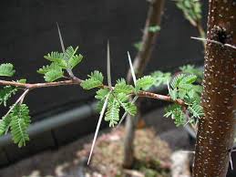Image result for Embelia nilotica