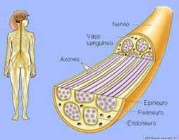Los síntomas incluyen debilidad muscular, entumecimiento, y sensación de hormigueo, que puede aumentar en intensidad hasta que los músculos no pueden utilizarse en absoluto. Sindrome De Guillain Barre Ecured