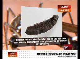 Demam berdarah ditandai dengan rendahnya kadar trombosit atau keping darah dalam tubuh. Tanda Tanda Demam Denggi Youtube