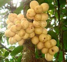 Or do you find some unusual fruits in the market? 23 Philippine Tropical Fruits Ideas Tropical Fruits Fruit Tropical