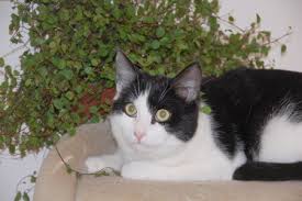 Maybe you would like to learn more about one of these? Tierschutzverein Aktive Tierfreunde E V Katze Zugelaufen