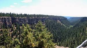 Image result for Chascanum