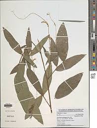 Image result for Pleurolobus