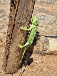 Image result for Chamaecrista gracilior