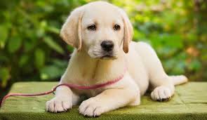 During the first few days with you, a puppy may cry instinctively to tell you that he is afraid. How Much To Feed A Lab Puppy 4 Week 6 Week 8 Week 10 Week