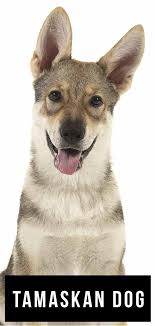 Maybe you would like to learn more about one of these? Tamaskan Dog Is This Wolf Like Breed Right For You