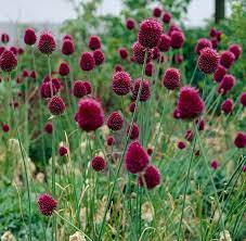 Drumstick Allium Seeds Beautiful Perennial Plant 25 Etsy Allium Flowers Allium Sphaerocephalon Bulb Flowers