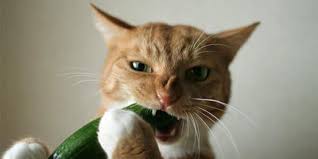 Video kucing takut timun begitu viral di youtube, apasih alasan kenapa kucing takut timun? Ternyata Ini Alasan Kenapa Kucing Takut Dengan Mentimun Pintarpet