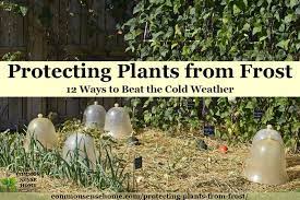 How to protect plants from freezing. Protecting Plants From Frost 12 Ways To Beat The Cold Weather