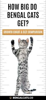 how big will a full grown bengal cat be bengal cat full