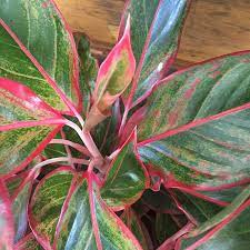 Pin On Aglaonema Plants