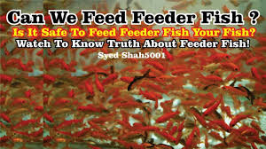 If your aquatic life does not arrive alive upon delivery, please submit a claim within the same day of delivery to qualify for your live arrival guarantee. Can We Feed Feeder Fish Is It Safe To Feed Your Fishes Feeder Fish Fee Fish Feeder Feeder Feeding