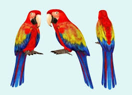 Parrot 3d Model Max C4d Obj 3ds Fbx Lwo Stl 3dexport Com By Sunnypixels Parrot 3d Model Bird