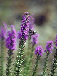 Liatris Mucronata Cusp Gayfeather Gayfeather Blazing Star Narrow Leaf Gayfeather Texas Gayfeather Cusp Blazing Liatris Attract Butterflies Native Plants